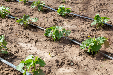 Dry soil during drought and the heat of the summer with an agricultural irrigation system in a garden. It's an ecological problem.