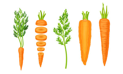 Whole and Chopped Carrot with Top Leaves Vector Set