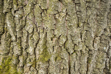 .Tree bark texture on background. Wood on wallpaper