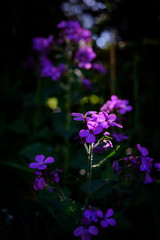 Plakat small purple flowers
