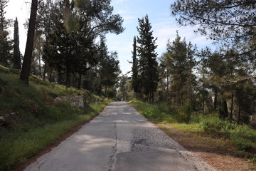 Fototapeta premium road in the forest