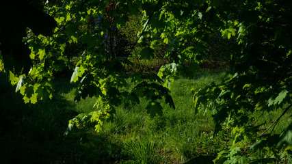 Fototapeta na wymiar Gałęzie i liście na drzewie.