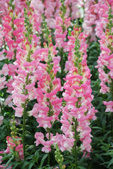 Obraz premium colorful Snap dragon (Antirrhinum majus) blooming in garden background with selectived focus