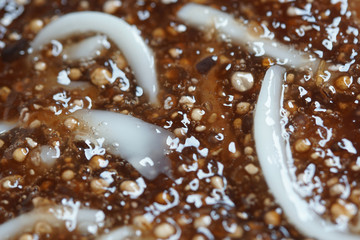Tapioca pearls form sago tree. Still life photography of Thai dessert Sago palms with coconuts or sago pearls in coconut milk on the table. Popular dessert in Thailand served with fresh coconut milk.