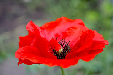 red poppy in the garden