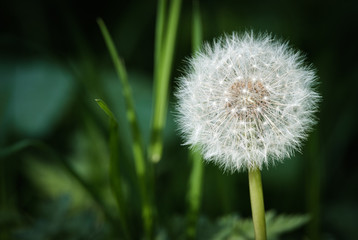 Dandelion seeds