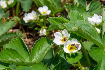Obraz premium Native Bee on a Strawberry Plant