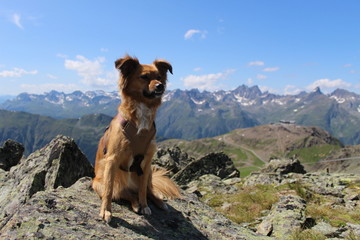 dog on mountain with blue sky