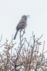  Curve-billed Thrasher Toxostoma curvirostre Singing