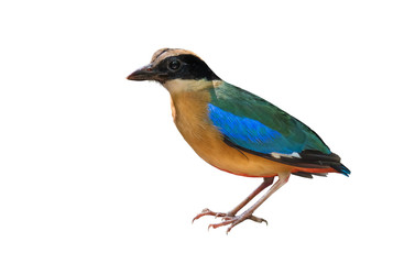 Blue-winged Pitta on a white background.