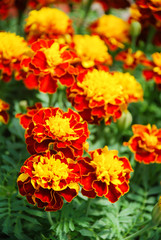 Tagetes patula french marigold in bloom, orange yellow flowers, green leaves