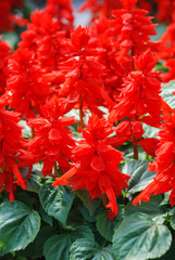 Red Salvia Splendens, Red flower plants in the black tray.