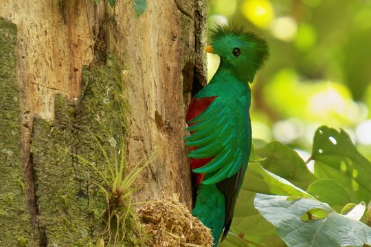 Resplendent Quetzal on the nest, full resolution photoPharomachrus mocinno, Panama, with green forest in background. Magnificent sacred green and red bird. Birdwatching in jungle.
