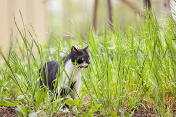 Kot łowny pośród traw