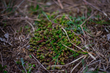 young spring leaves and buds of trees
