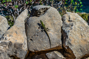 Mediterranean landscape of Sicily, Italy. Colorful, beautiful lizard on a stone. View shot in Zingaro Nature Reserve. Mix of tropical wildlife, animal, rocks, colors, plants. Southern Europe fauna. 