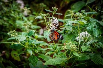 Fototapeta na wymiar Butterfly Spring 