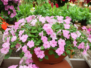 pink impatiens, scientific name Impatiens walleriana flowers also called Balsam, potted plants