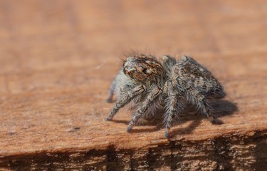 Ragno saltatore - Salticidae - Philaeus Chrysops