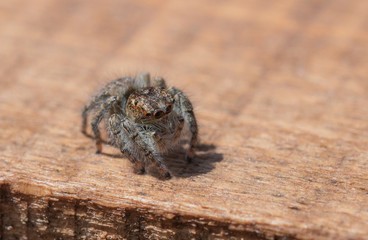 Ragno saltatore - Salticidae - Philaeus Chrysops