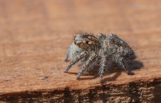 Ragno saltatore - Salticidae - Philaeus Chrysops