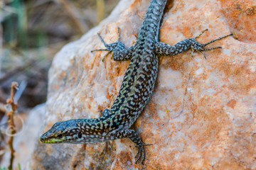 Mediterranean landscape of Sicily, Italy. Beautiful lizard on a stone. Macro/close up view shot in Zingaro Nature Reserve. Mix of tropical wildlife, animal, beauty. Southern Europe fauna. 