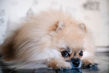 Pomeranian the dog lies on the floor and is sad. 