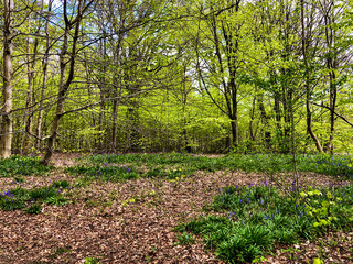 spring in the bluebell woods