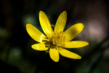 Feigwurz, Scharbockskraut, Blüte