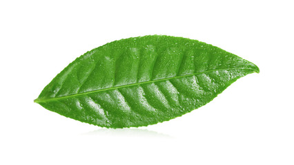Fototapeta na wymiar tea leaf with drop water on white background