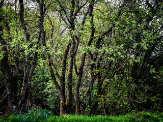 Fototapeta premium Forest