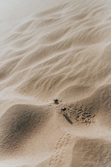 Fototapeta na wymiar scarab on sand