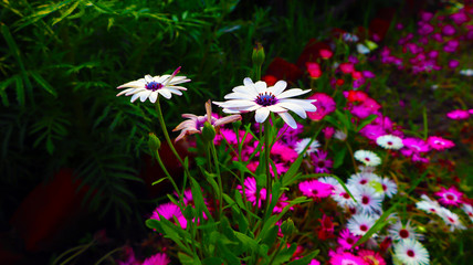 white daisy flower with bright yellow center