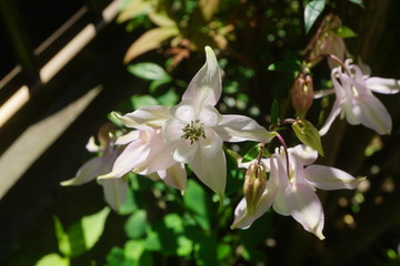 オダマキの花
