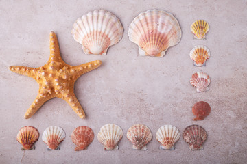 Shells of many types and sizes are found on our shelling beaches.