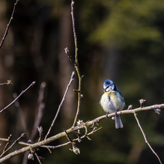 Blaumeise auf Apfelbaum