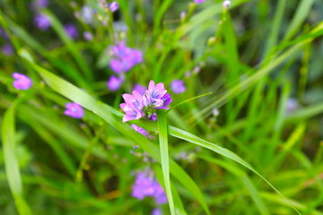 purple flower on green grass