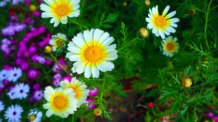 white daisy flower with bright yellow center