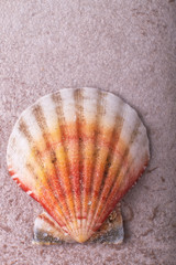 Shells of many types and sizes are found on our shelling beaches.