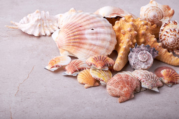 Shells of many types and sizes are found on our shelling beaches.