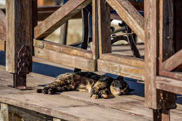 Stray motley cat is sleeping and relaxing outdoors under the shadow of thick wooden fence near monastery of St. Nicholas on Lake Vistonida, Porto Lagos, Xanthi region in Northern Greece