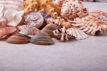 Shells of many types and sizes are found on our shelling beaches.