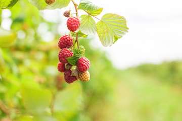 Branche of ripe raspberries. Harvest natural organic berries.