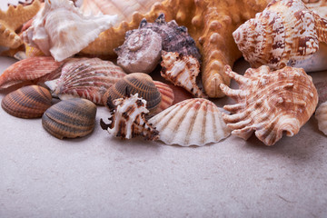 Shells of many types and sizes are found on our shelling beaches.