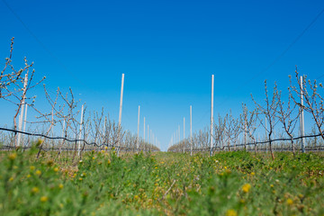 Apple orchard garden in springtime with rows of trees with blossom.