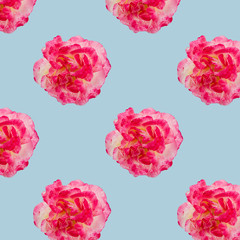 Flower seamless pattern. Pink rose isolated on blue background. Nature floral background.