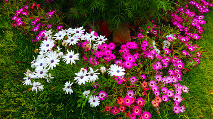 Fototapeta premium pink, white and violet flower bunch in garden