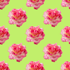 Flower seamless pattern. Pink rose isolated on green background. Nature floral background.