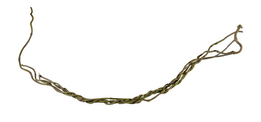 Close up of vine isolated on white background. Clipping path included. HD Image and Large Resolution. can be used as  desktop wallpaper © nature design