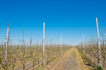 Obraz premium Apple orchard garden in springtime with rows of trees with blossom.